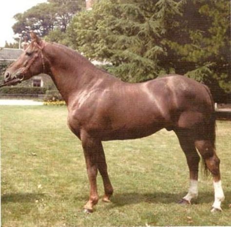 sire of Cabri Du Val